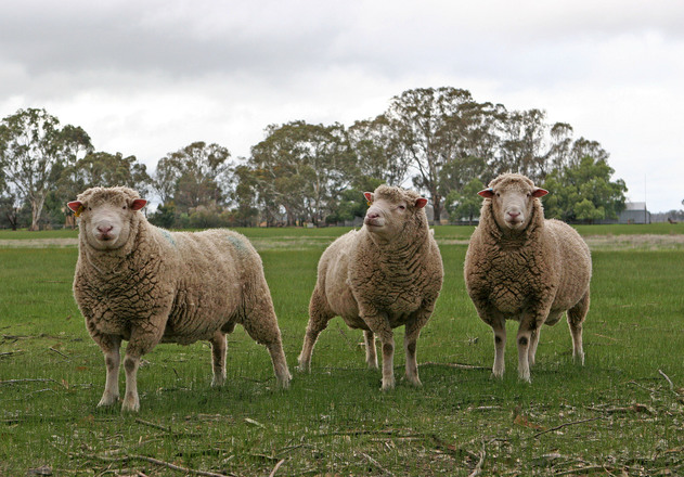 Merino Sheep